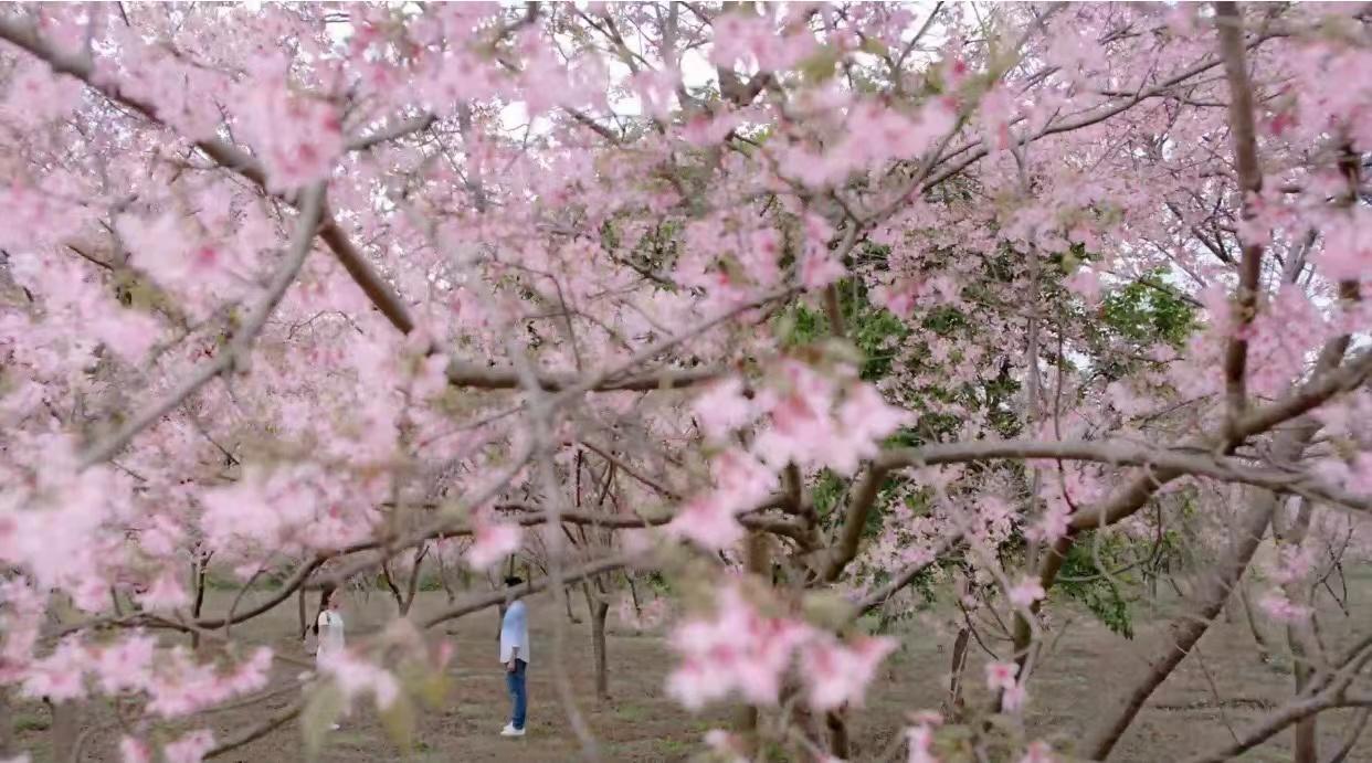 一首红了48年的粤语歌元宵节惊艳再现！广府文化大使伍燕、优秀粤剧青年演员苏临轩传承经典《紫钗记(图12)