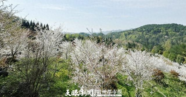 九游娱乐文化：贵阳市白云区：做足“花”文章激发文旅产业新活力(图1)