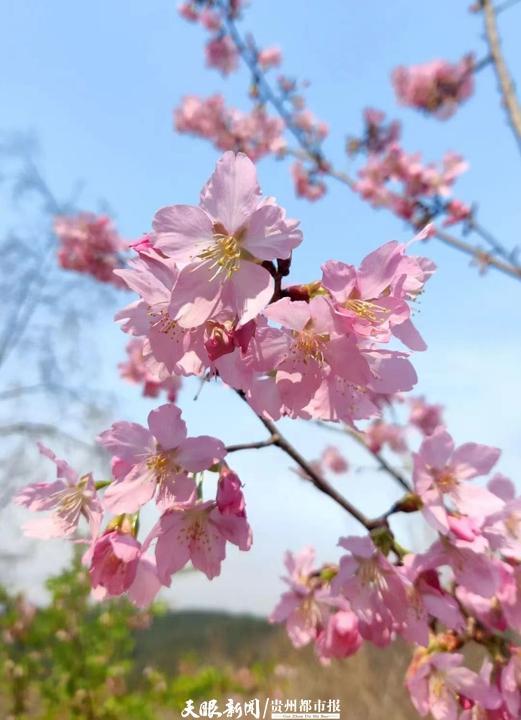 九游娱乐文化：贵阳市白云区：做足“花”文章激发文旅产业新活力(图7)